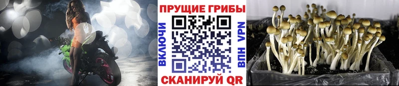 хочу наркоту  KRAKEN   Галлюциногенные грибы Magic Shrooms  Дзержинск 